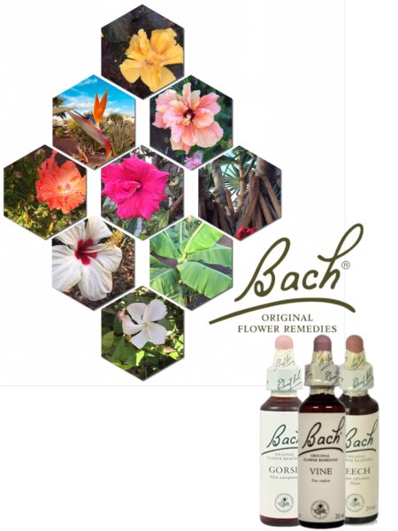 Gentian Nº 12 *Genciana* 20Ml. (Bach Flowers)