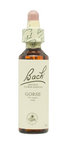 Gorse Nº 13 "Ulex Europaeus Aulaga" 20 Ml. (Bach Flowers)